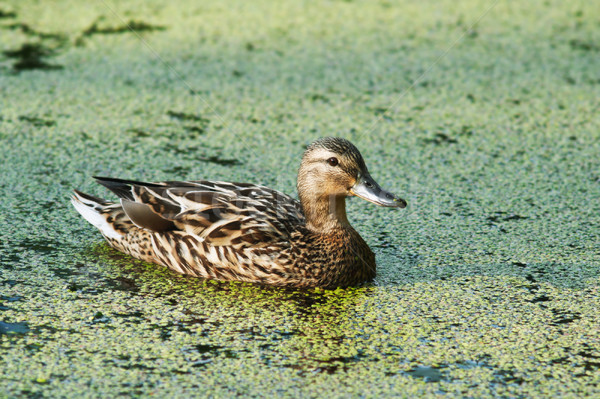Female wild ducks fed duckweed in a natural scene. Stock photo © pashabo