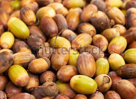 Acorns heap. Autumn background. Stock photo © pashabo
