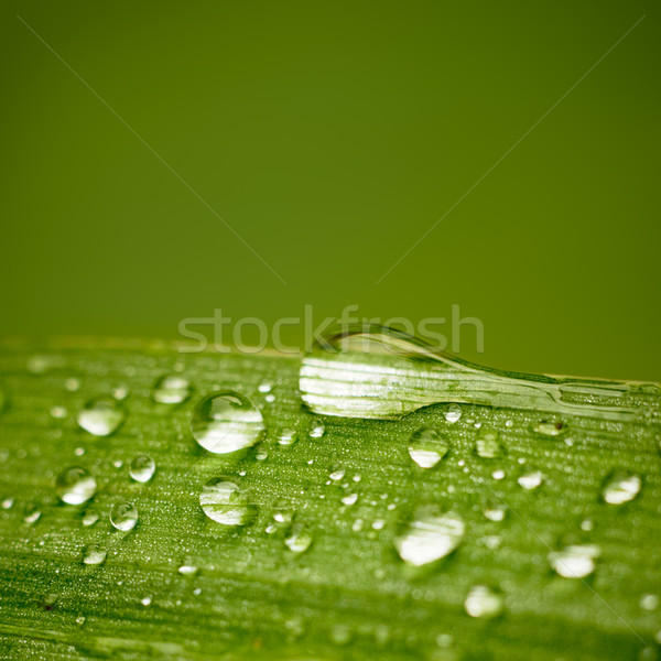 Reeds leaf with water drops on it. With space for text. Stock photo © pashabo