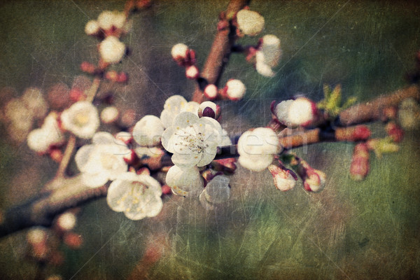 Vintage sakura kwiaty kwiaty wiosną streszczenie Zdjęcia stock © pashabo