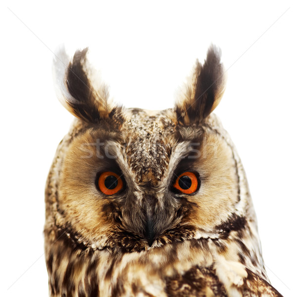 Long-eared owl portrait Stock photo © pashabo