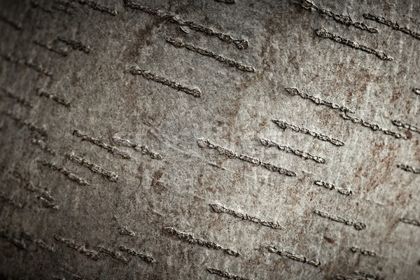 Aspen tree bark texture, closeup shot. Stock photo © pashabo