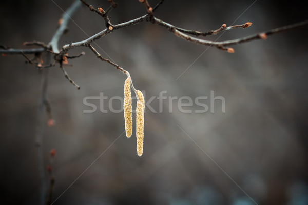 Closeup on birch tree branch ending with birch seeds. Spring sea Stock photo © pashabo