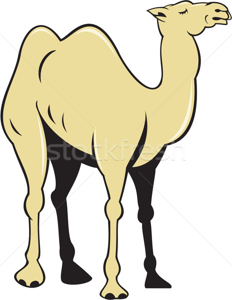 Kamel Seitenansicht Karikatur Illustration Seite Set Stock foto © patrimonio