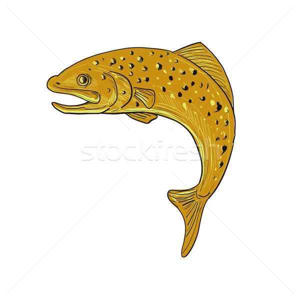 棕色 鱒魚 跳躍 畫 素描 風格 商業照片 © patrimonio