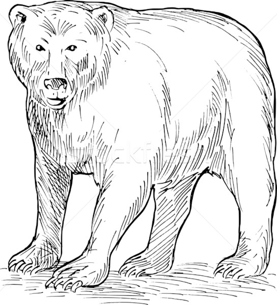 brown bear drawing Stock photo © patrimonio