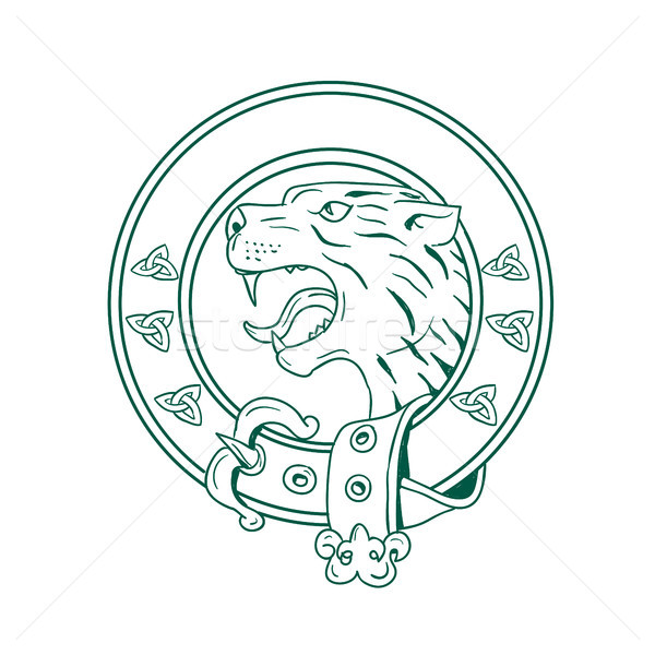Cap celtic centură desen ilustrare Imagine de stoc © patrimonio