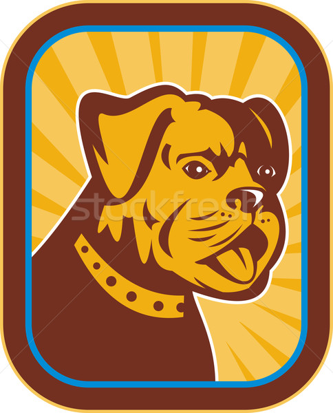 Bulldog Boston terier hybryda ilustracja w stylu retro Zdjęcia stock © patrimonio