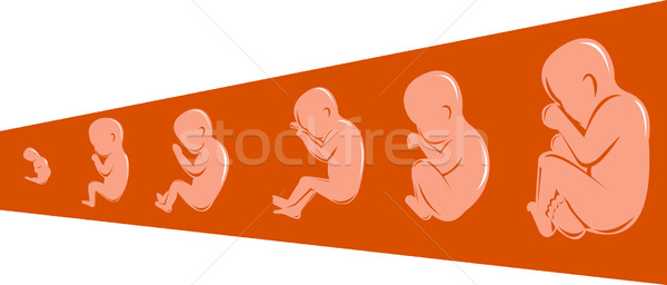 Płód rozwoju 40 ilustracja Zdjęcia stock © patrimonio