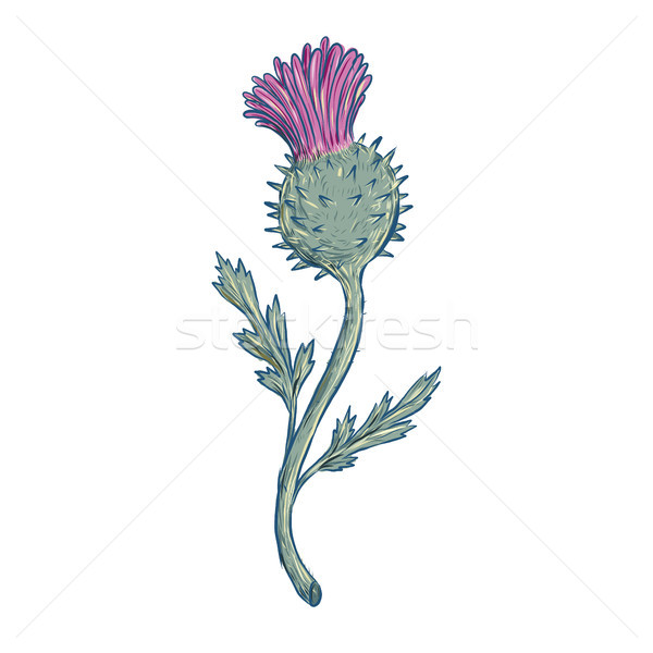 Scottish Thistle Drawing Stock photo © patrimonio