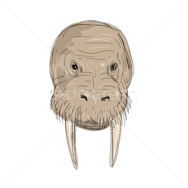 Morsa cabeça desenho ilustração ver Foto stock © patrimonio