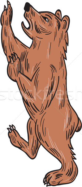 American Black Bear Prancing Drawing Stock photo © patrimonio