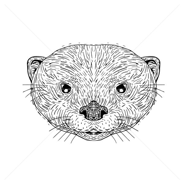 Asian Small-Clawed Otter Head Drawing Stock photo © patrimonio