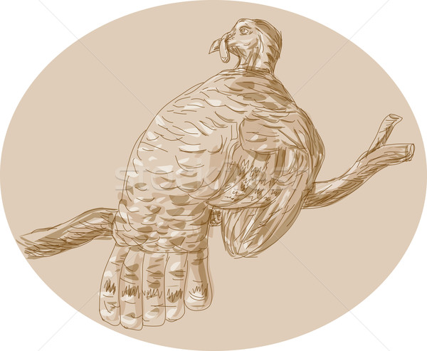 Wild Turkey Perching On Branch Sketch Stock photo © patrimonio