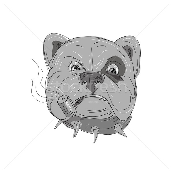Angry Bulldog Smoking Corn Cob Pipe Drawing Stock photo © patrimonio