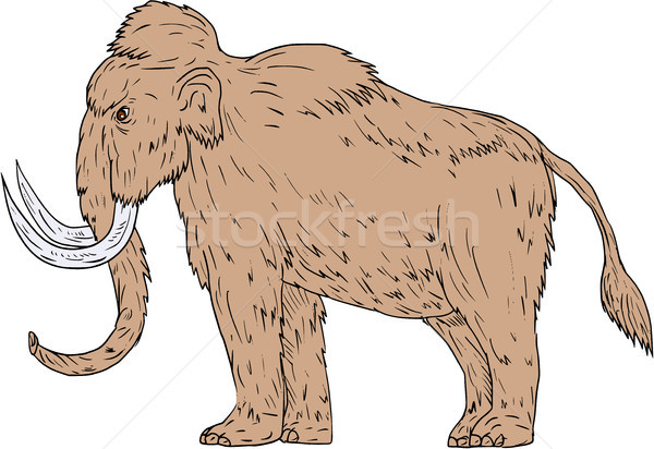 Woolly Mammoth Side Drawing Stock photo © patrimonio