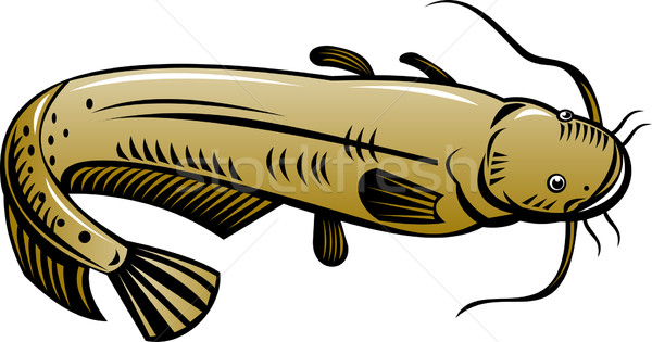 catfish jumping Stock photo © patrimonio