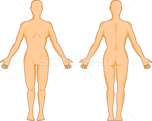 男 人體解剖學 常設 插圖 顯示 女 商業照片 © patrimonio