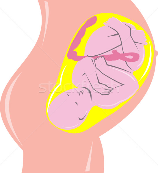 胎兒 子宮 女 插圖 孤立 商業照片 © patrimonio