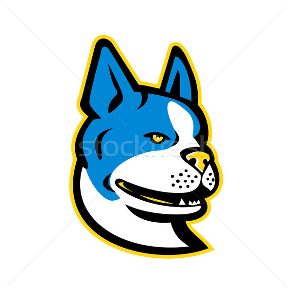 Boston Terrier Dog Mascot Stock photo © patrimonio