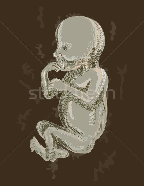 Ludzi płód strony ilustracja 19 tydzień Zdjęcia stock © patrimonio