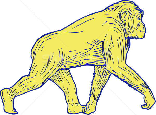 Csimpánz sétál oldal rajz rajz stílus Stock fotó © patrimonio