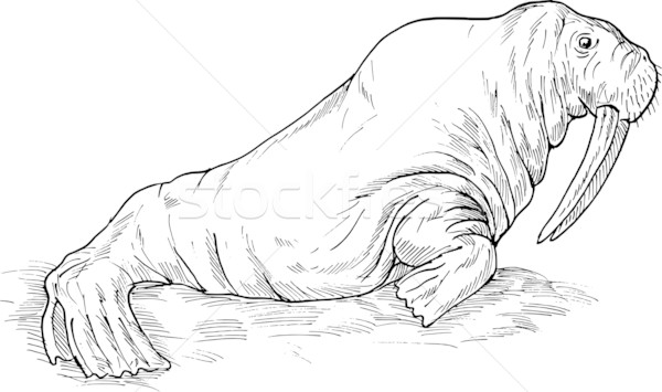 Walrus tekening hand schets illustratie zwart wit Stockfoto © patrimonio