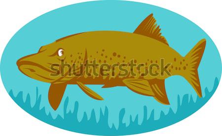 鱒魚 游泳的 插圖 復古風格 魚 復古 商業照片 © patrimonio