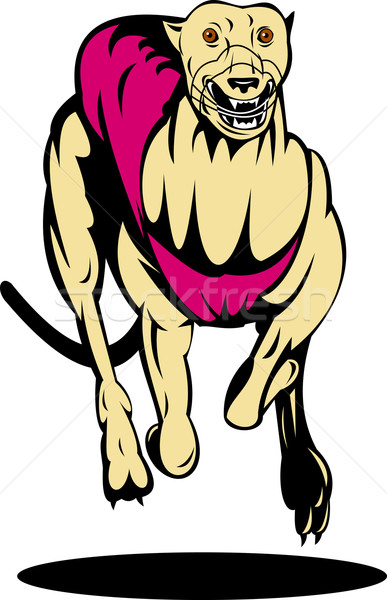 グレイハウンド 犬 レース 実例 孤立した 白 ストックフォト © patrimonio