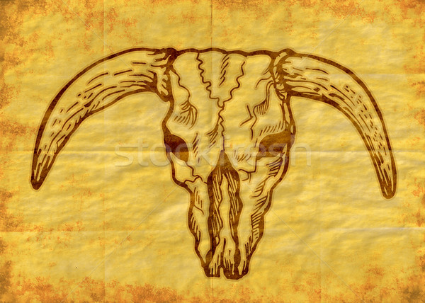  Texas longhorn bull skull Stock photo © patrimonio