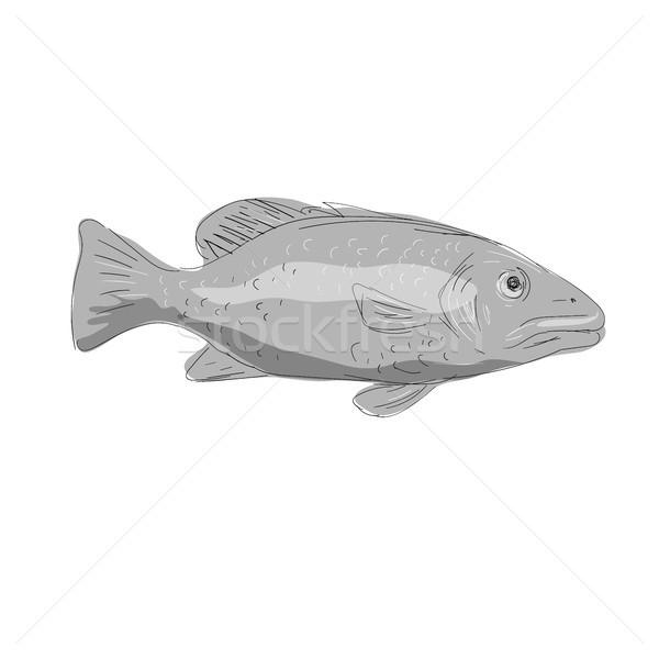 Schoolmaster Snapper Fish Drawing Stock photo © patrimonio
