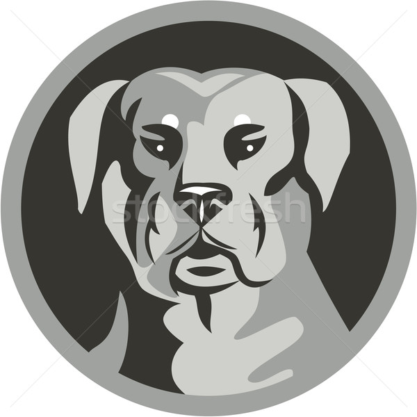Rottweiler cap cerc negru alb ilustrare Imagine de stoc © patrimonio