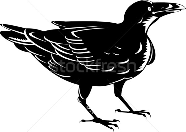 Noir corbeau rétro illustration Photo stock © patrimonio
