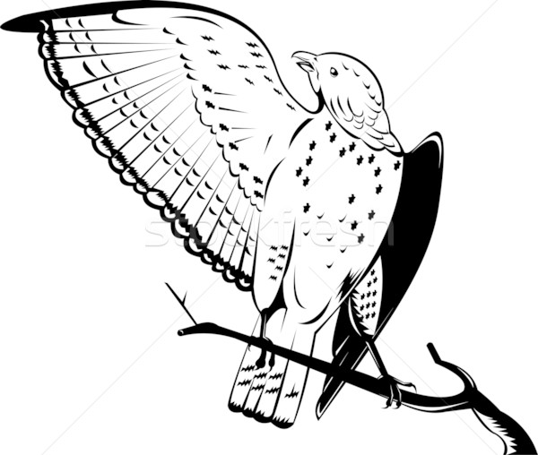 broad winged hawk perched on branch Stock photo © patrimonio