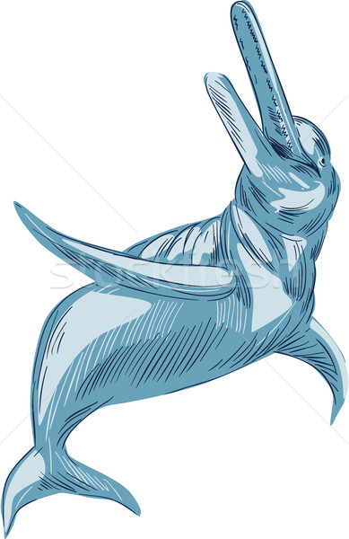 Amazon Fluss Delphin Zeichnung Skizze Stil Stock foto © patrimonio