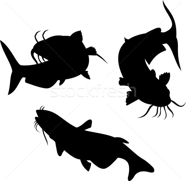 Catfish Silhouette Stock photo © patrimonio