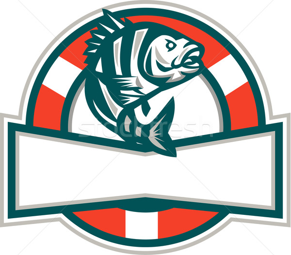 Sheepshead Fish Jumping Lifesaver Circle Retro Stock photo © patrimonio