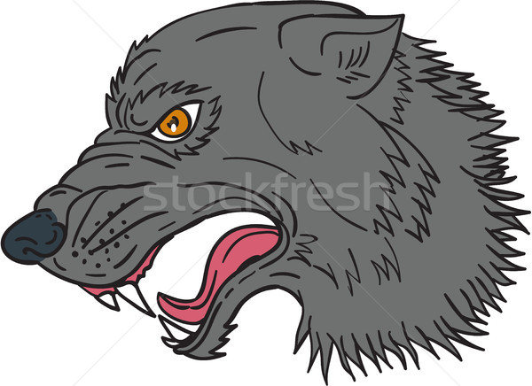 Grey Wolf Head Growling Drawing Stock photo © patrimonio