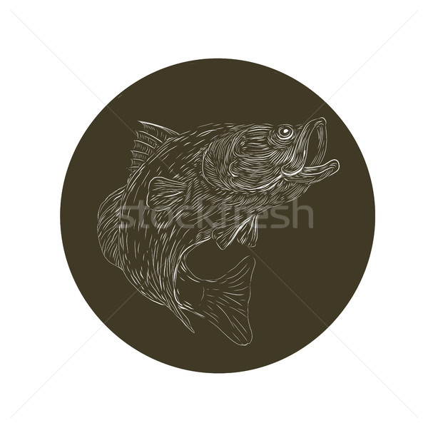 Largemouth Bass Scratchboard  Stock photo © patrimonio