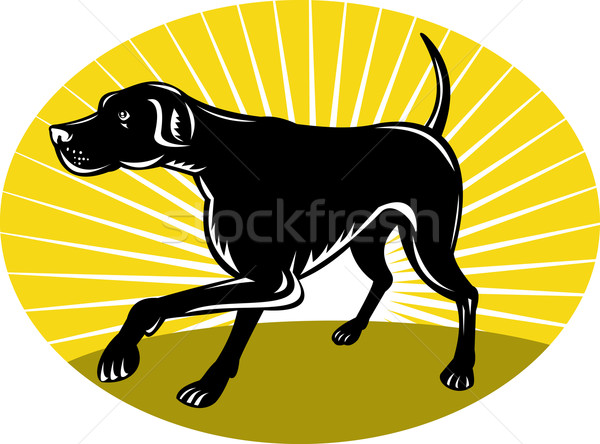 Pointer dog with sunburst retro style Stock photo © patrimonio