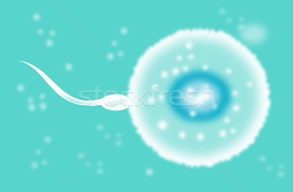 Spermatozoïdes cellule oeuf illustration Homme [[stock_photo]] © patrimonio