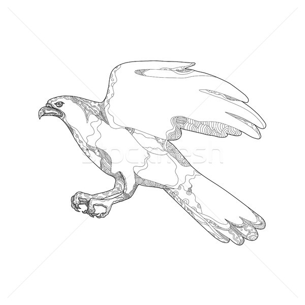 Northern Goshawk Swooping Doodle Art Stock photo © patrimonio