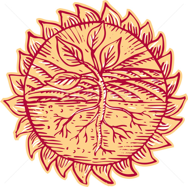 Plant Roots Field Sun Etching Stock photo © patrimonio