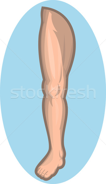 Human leg facing front  Stock photo © patrimonio
