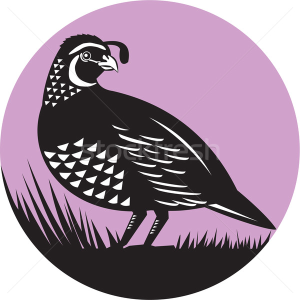 California Valley Quail Bird Circle Retro Stock photo © patrimonio