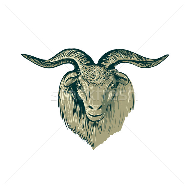 Cashmere Goat Head Drawing Stock photo © patrimonio