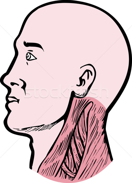 human anatomy head neck muscles Stock photo © patrimonio
