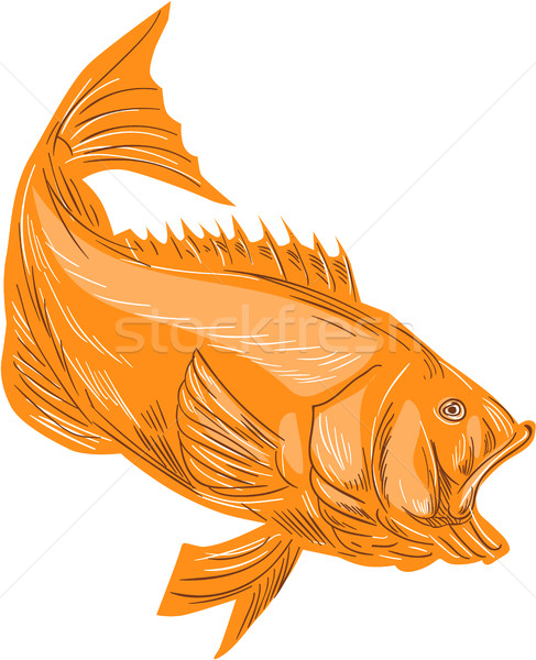 Stock photo: Largemouth Bass Diving Drawing