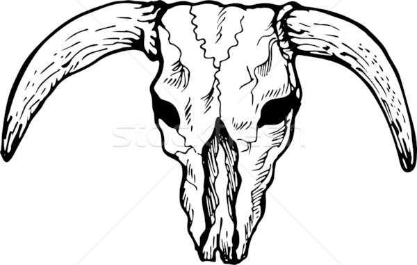  Texas longhorn bull skull Stock photo © patrimonio