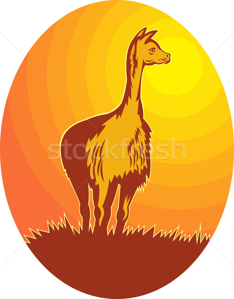 Vicuna standing with sun in background Stock photo © patrimonio